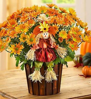 Fall Country Mum