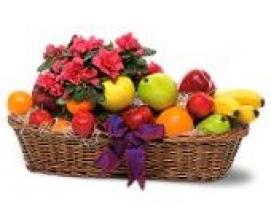 Plant and Fruit Basket