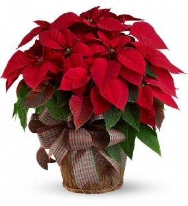 Large Red Pointsettia