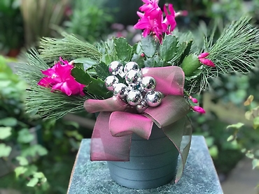 Christmas Cactus