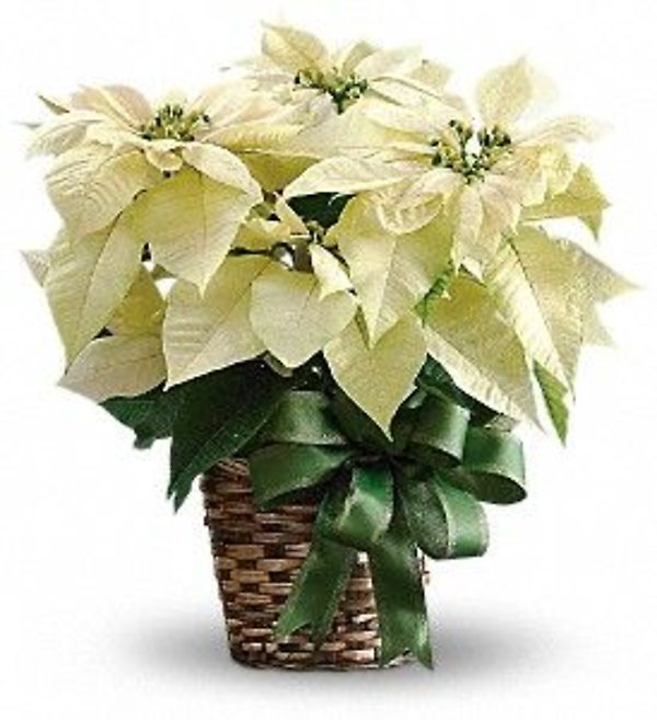 White Pointsettia