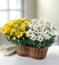 Two 6\" Blooming Plants in a Basket