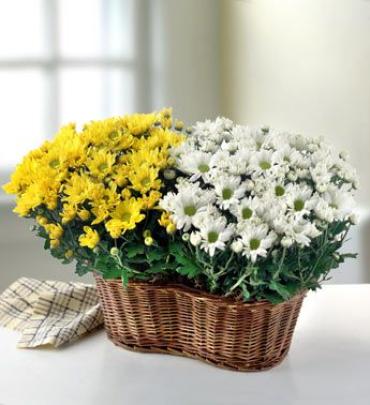 Two 6\" Blooming Plants in a Basket