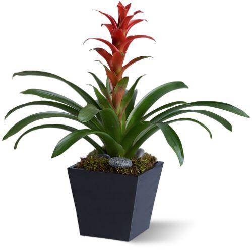 Bright Bromeliad