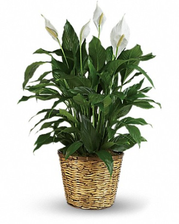Simply Elegant Spathyphyllum Small