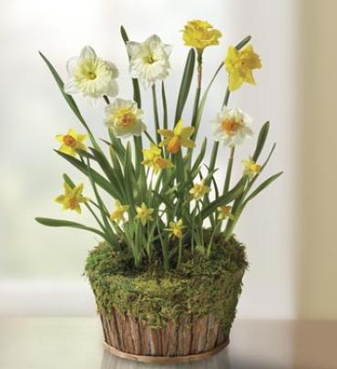 Mixed Daffodil Garden
