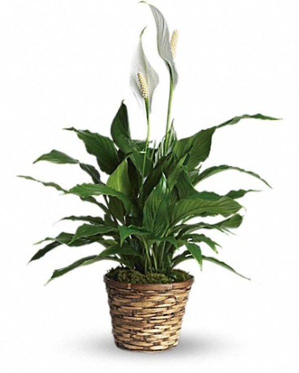 Simply Elegant Spathyphyllum Small