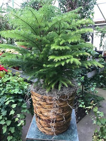 Norfolk Pine in a Basket