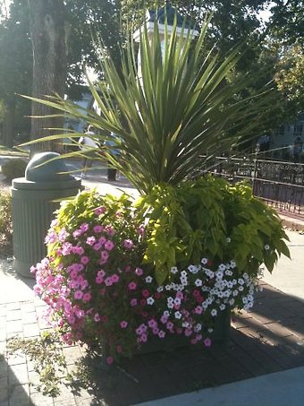 Summer Pots Downtown Lake Geneva