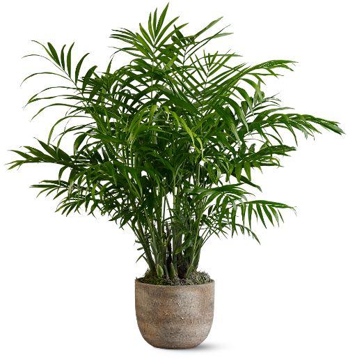 Paradise Palm