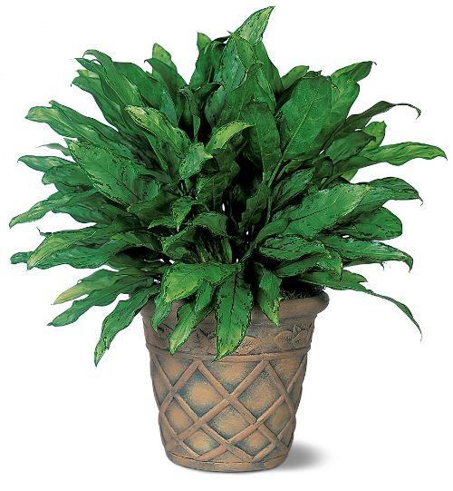 Aglaonema