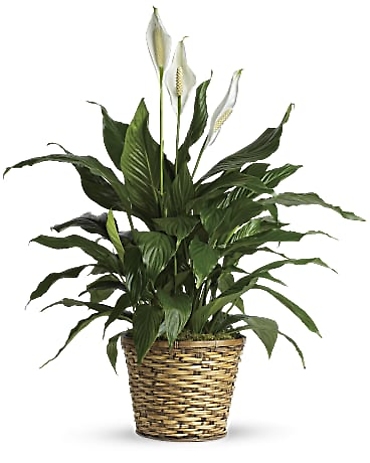 Simply Elegant Spathyphyllum Small