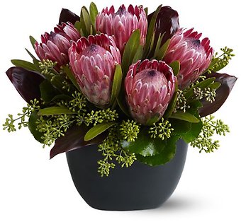 Positively Protea