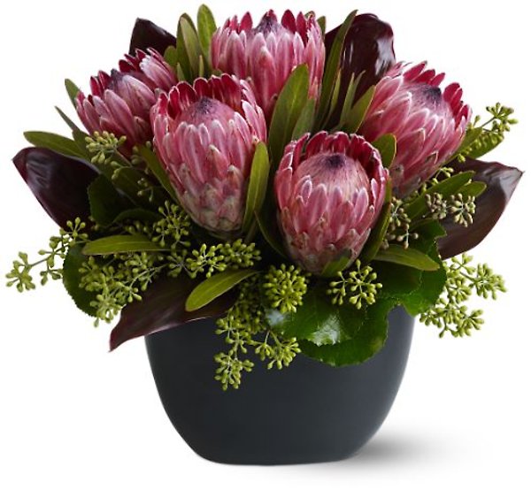 Positively Protea
