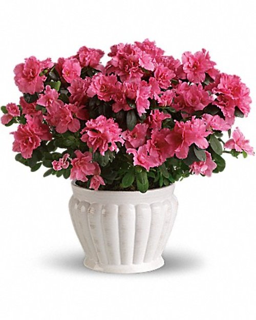 Pretty In Pink Azalea