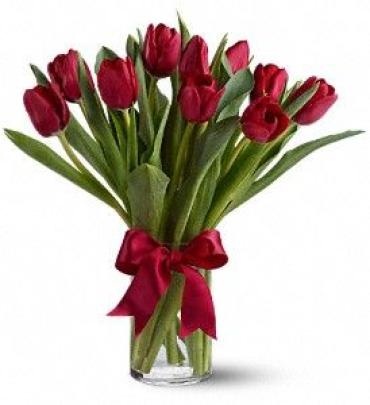 Radiantly Red Tulips